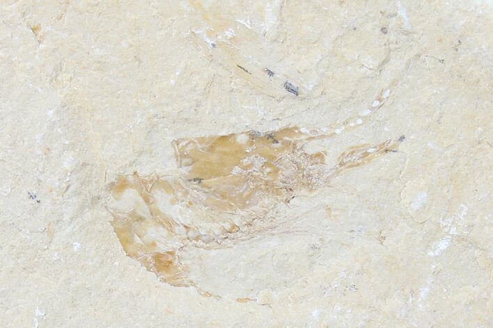Cretaceous Fossil Shrimp - Lebanon #123859